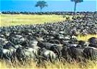 Short Wildebeest Migration Safari in Tanzania