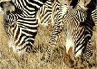 6 Days: Discover Tanzania Safari