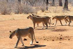 Pride of Lions in Ruhua National Park
