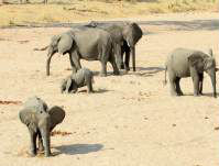 Elephants in Ruhua