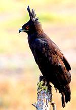 Eagle in Ruhua