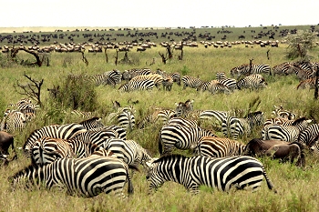 Serengeti Zebras and Wildebeest