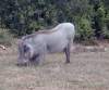Warthog - Addo Nat Park