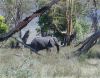 Bull Elephant in Ngorongoro Crater