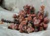 Crassula Species