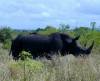 Rhino - Kruger National Park