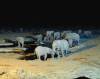 Elephants Waterhole at night - Etosha