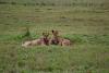Lions Ngorogoro Crater