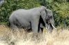 Elephant Chobe