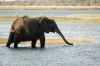 Elephant in Chobe