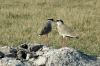 Crowned Plover