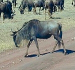Wildebeest