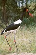 Saddlebilled Stork