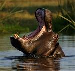 Hippo
