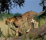 Cheetah