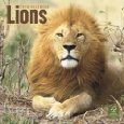 Lions 2010 Wall (Calendar) 
