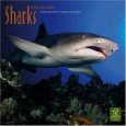 Sharks 2010 Wall (Calendar) 