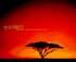 Africa: The Serengeti