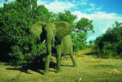 Elephant in Chobe National Park
