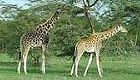 10 Day, Family Wildlife Safari in Kenya
