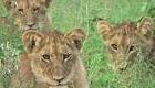 6 Day, Private Family Safari - Kruger National Park