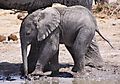 Elephant Calf