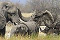 Elephant Family