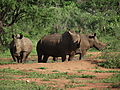 Three White Rhino