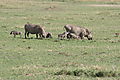 Warthog Family