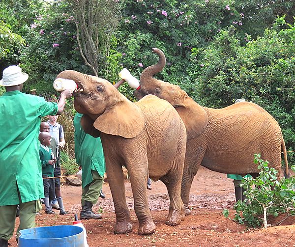 Feeding time for Elephants photo, Kenya Africa