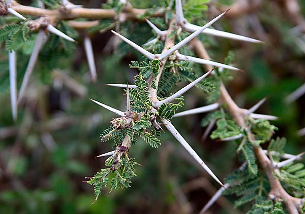 Acacia Trees Thorns