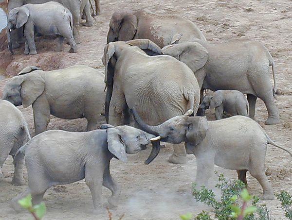 Baby Elephants Playing