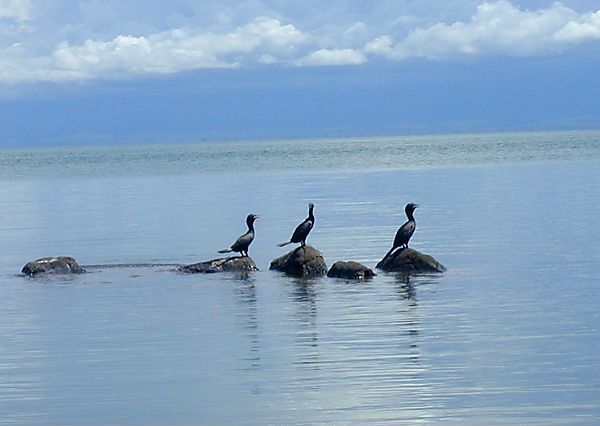 Cormorants, Lake Malawi