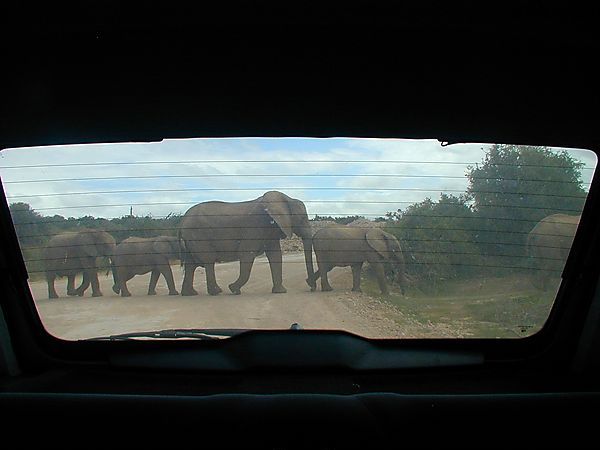 Elehants Crossing The Road