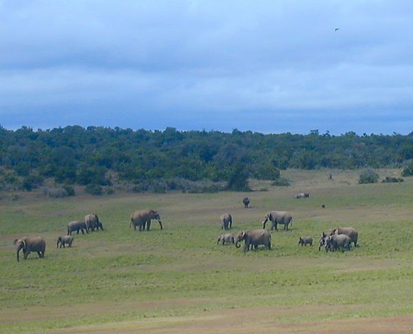 Elephants In Addo National Park