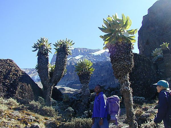 Giant Senecios, Kilimanjaro, Tanzania