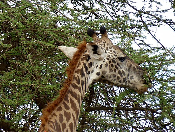 Giraffe eating Acacia