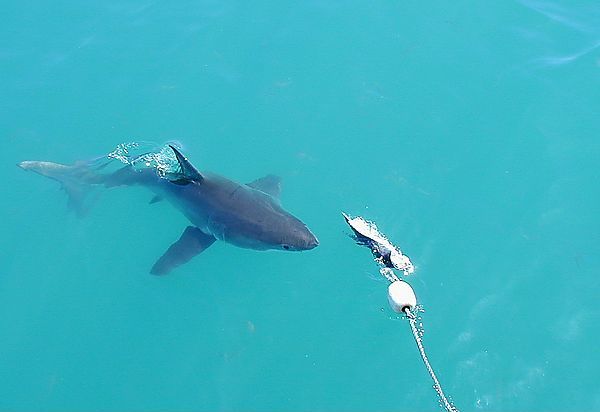 Great White Shark, Cage Diving, South Africa