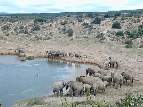 Herds Of Elephants