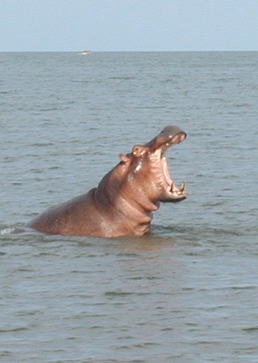 Hippo In The Lake, Malawi
