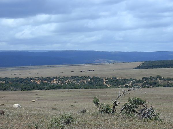 Landscape In Addo National Park, South Africa