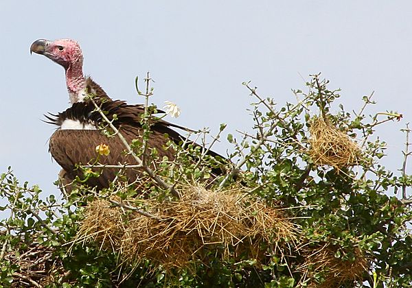 Lappet-faced Vulture also know as Nubian vulture
