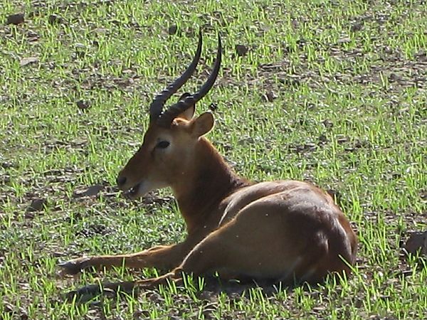 Male Puku Antelope, Zambia