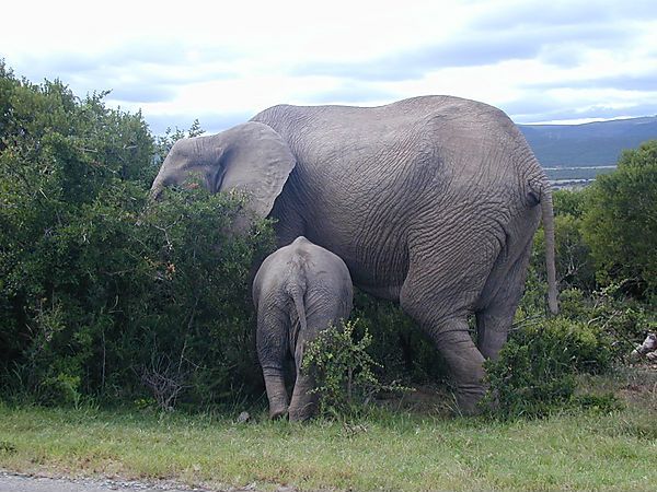 Mum And Baby Elephant, South Africa.