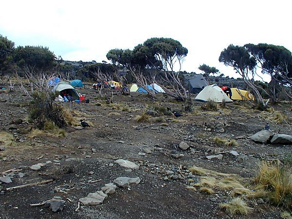 Shira Camp, Machame Route, Kilimanjaro, Tanzania
