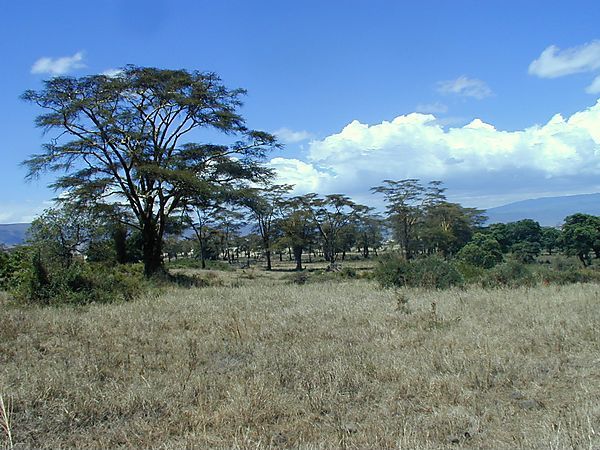 Trees In Ngorongoro Crater, Tanzania