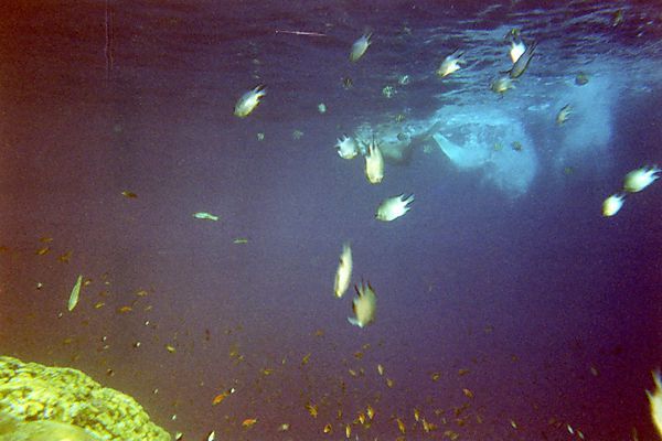Underwater Life