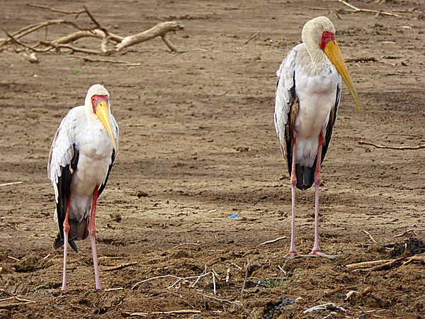 Yellow billed Storks