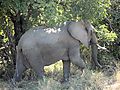 Elephant in South Luangwa National Park, Zambia
