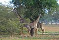 Giraffe in South Luangwa National Park, Zambia